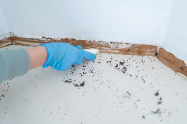 Best Termite Inspection and Treatment  in Demopolis, AL